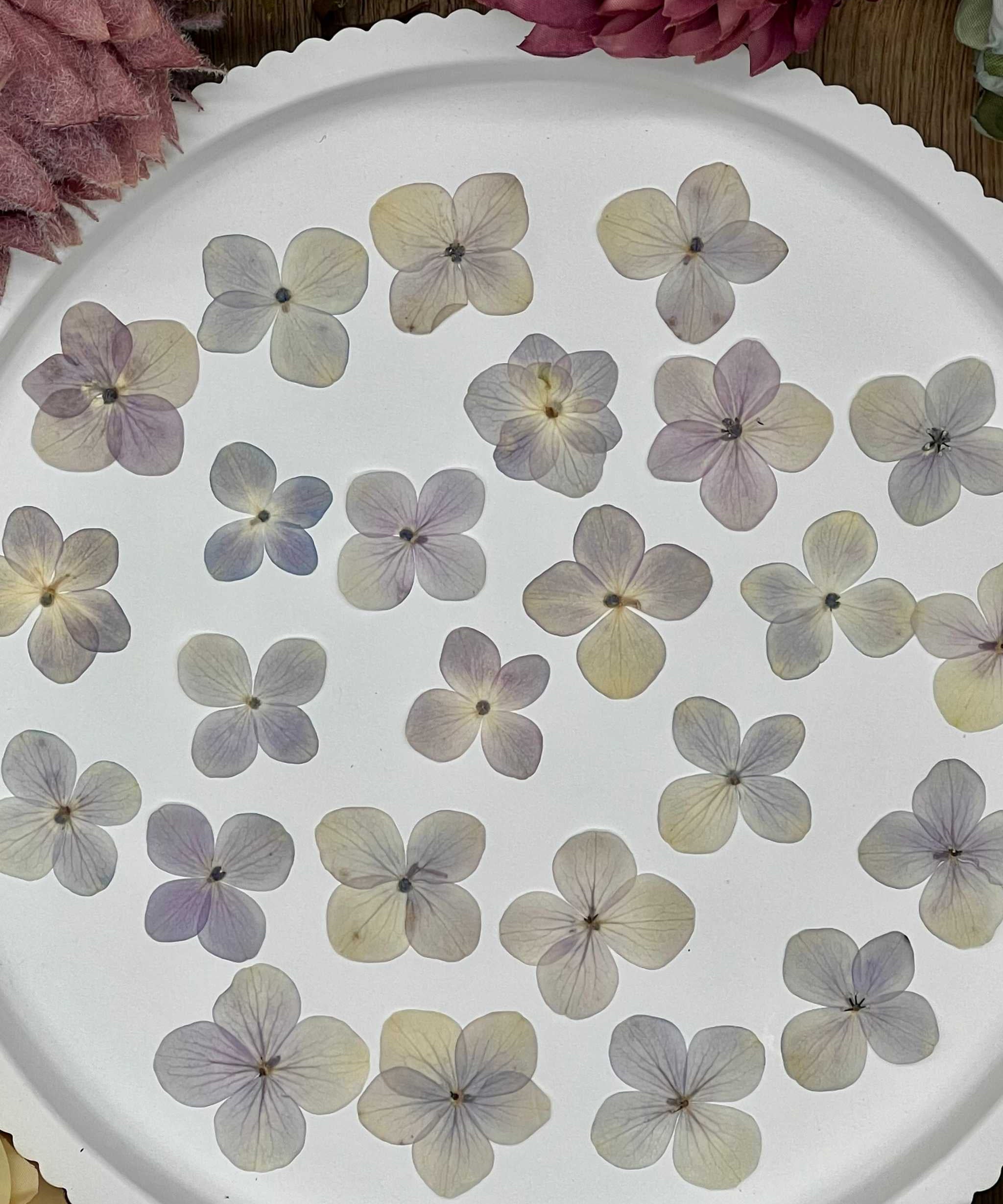 20 getrocknete Hortensien in Lila und Beige auf weißem Teller, perfekt für DIY-Projekte und kreative Designs.