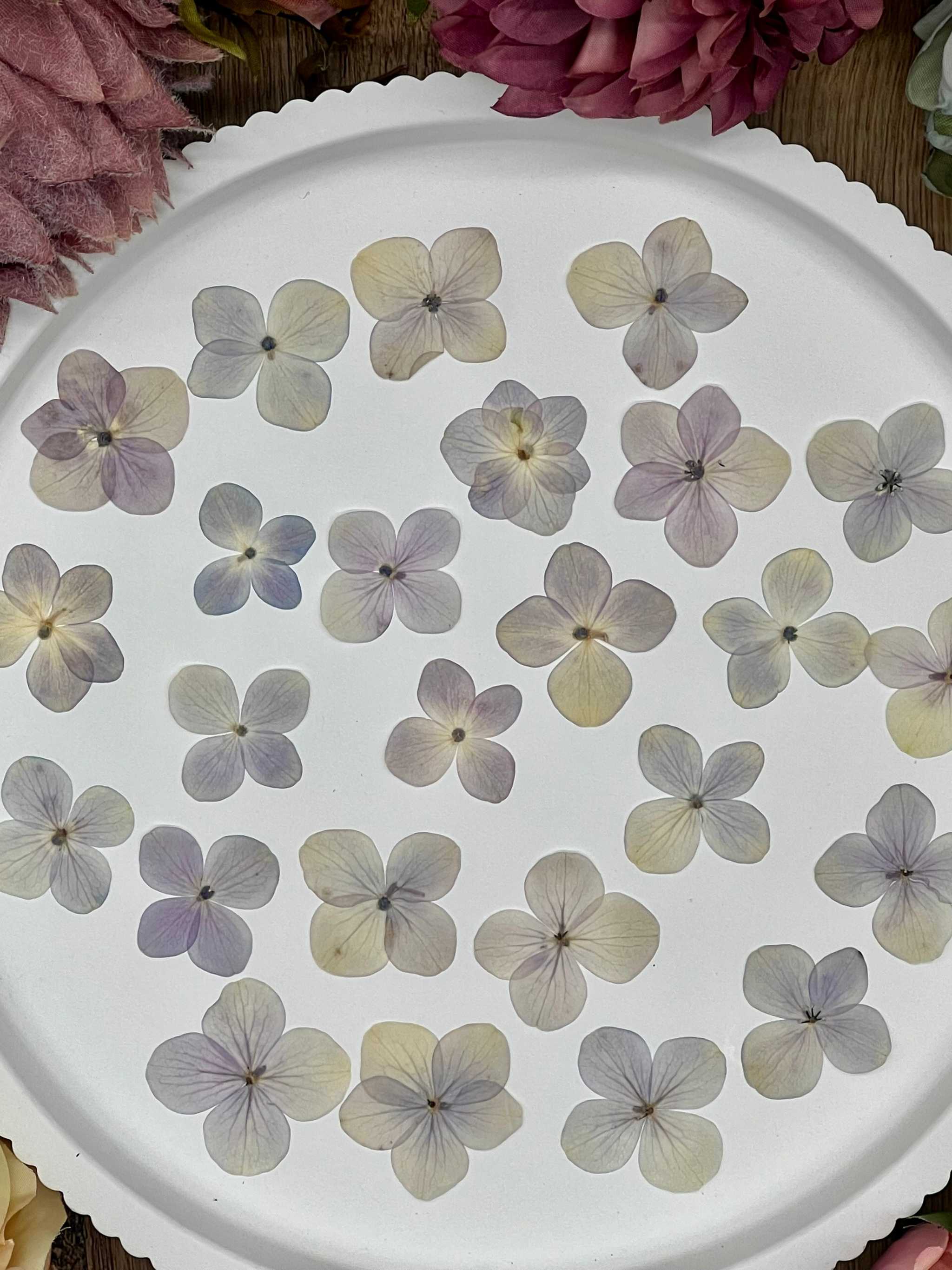 20 getrocknete Hortensien in Lila und Beige auf weißem Teller, perfekt für DIY-Projekte und kreative Designs.