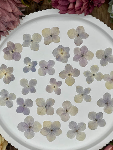 20 getrocknete Hortensien in lila beige