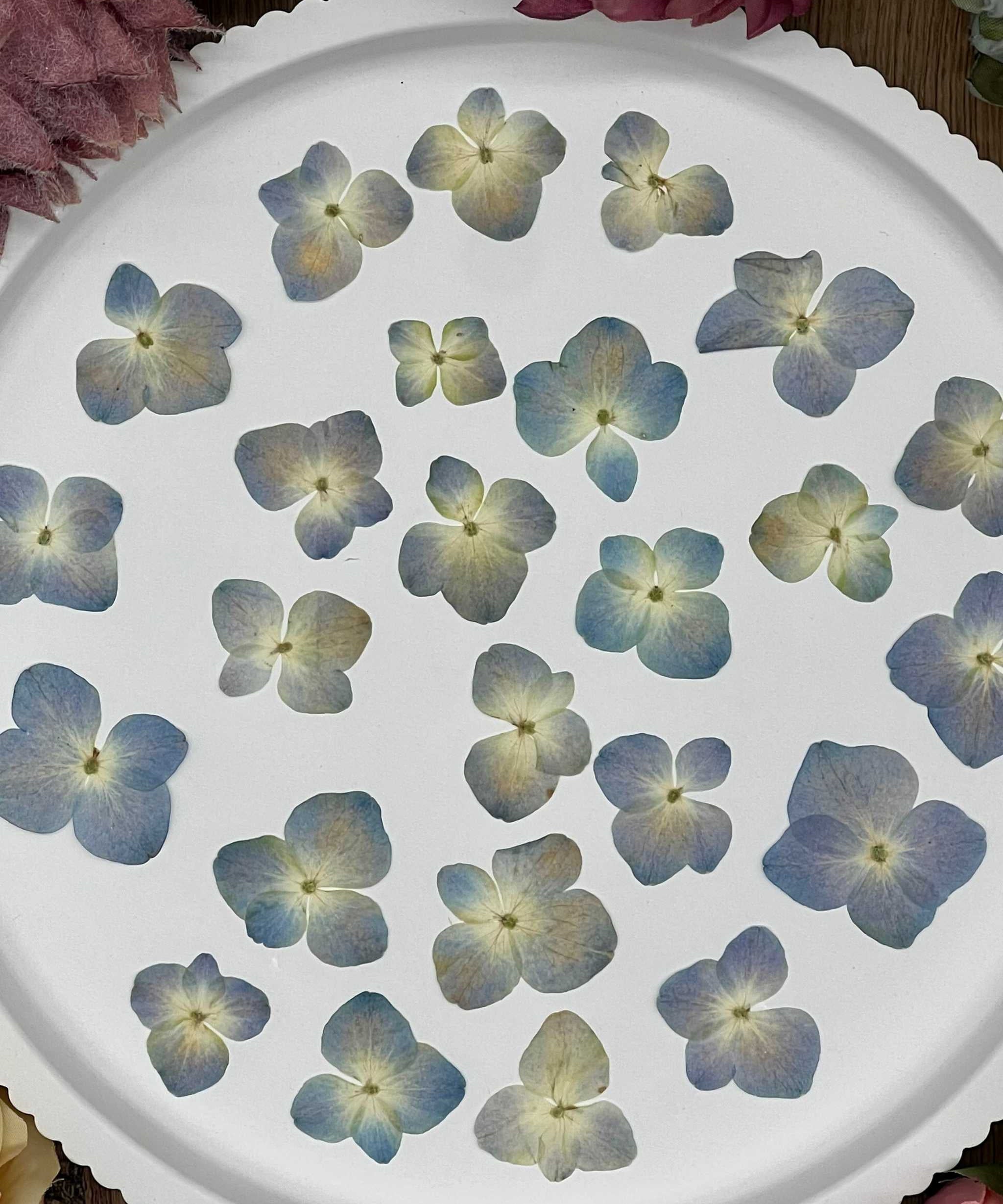 Natürlich getrocknete Hortensienblüten in Mittelblau, perfekt für Resin-Kunst, Bastelarbeiten und Scrapbooking. Jede Blüte einzigartig & detailreich erhalten.
