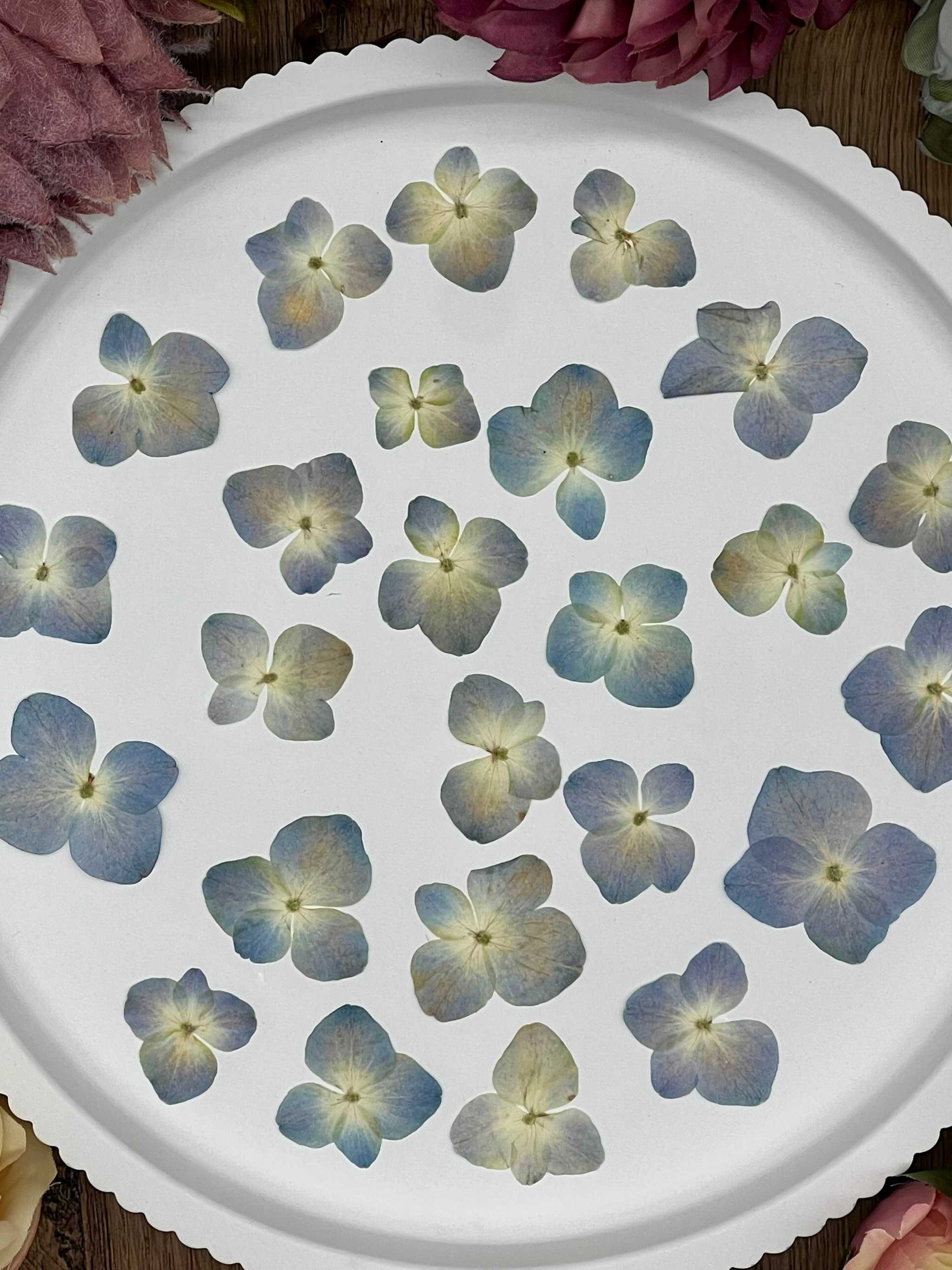 Natürlich getrocknete Hortensienblüten in Mittelblau, perfekt für Resin-Kunst, Bastelarbeiten und Scrapbooking. Jede Blüte einzigartig & detailreich erhalten.