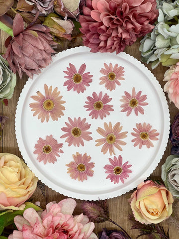 12 dried amaranth daisies in pink