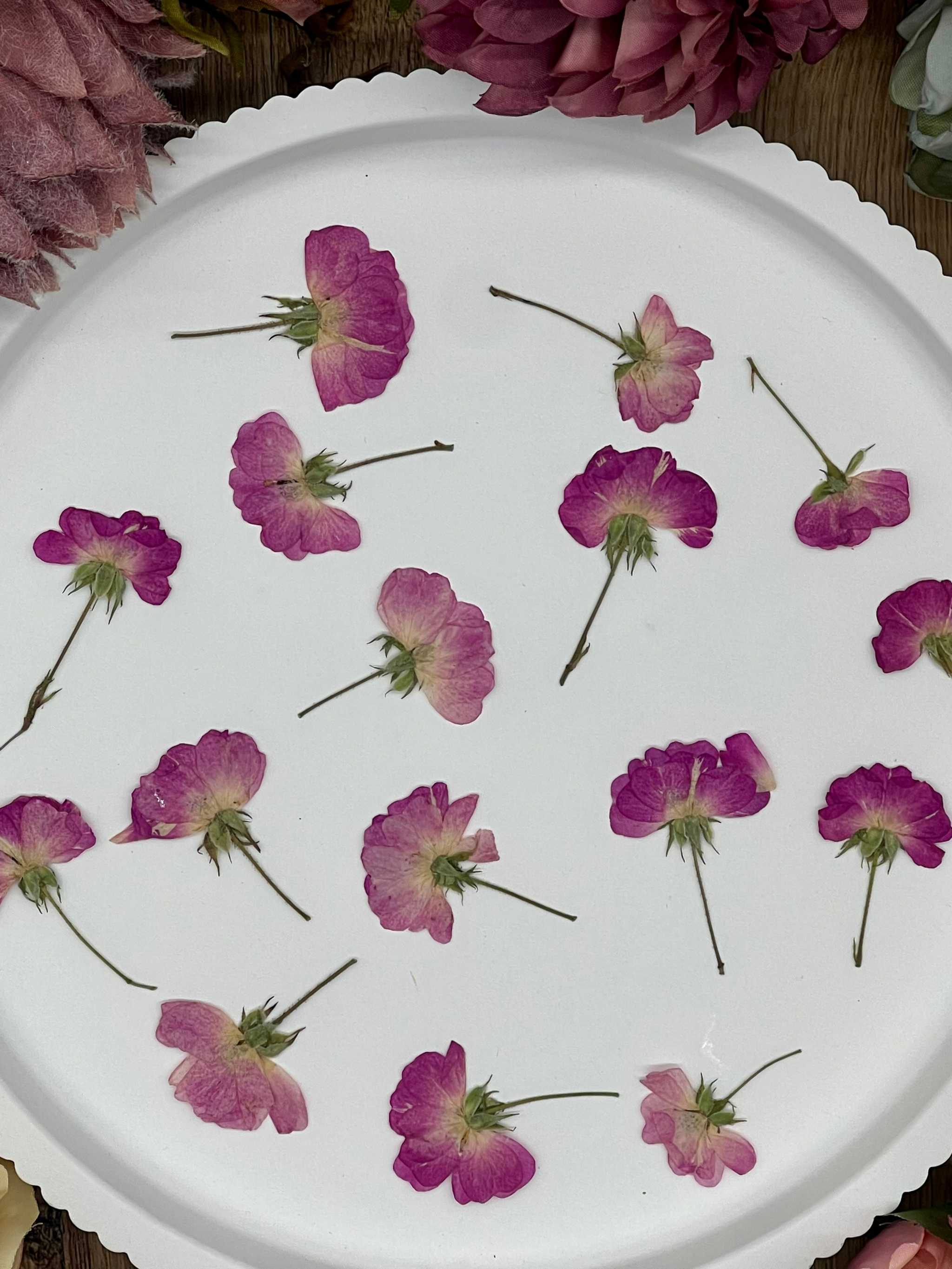 Getrocknete Blumen – gepresste Rosen in pink Rot online kaufen – Biddy Art Design