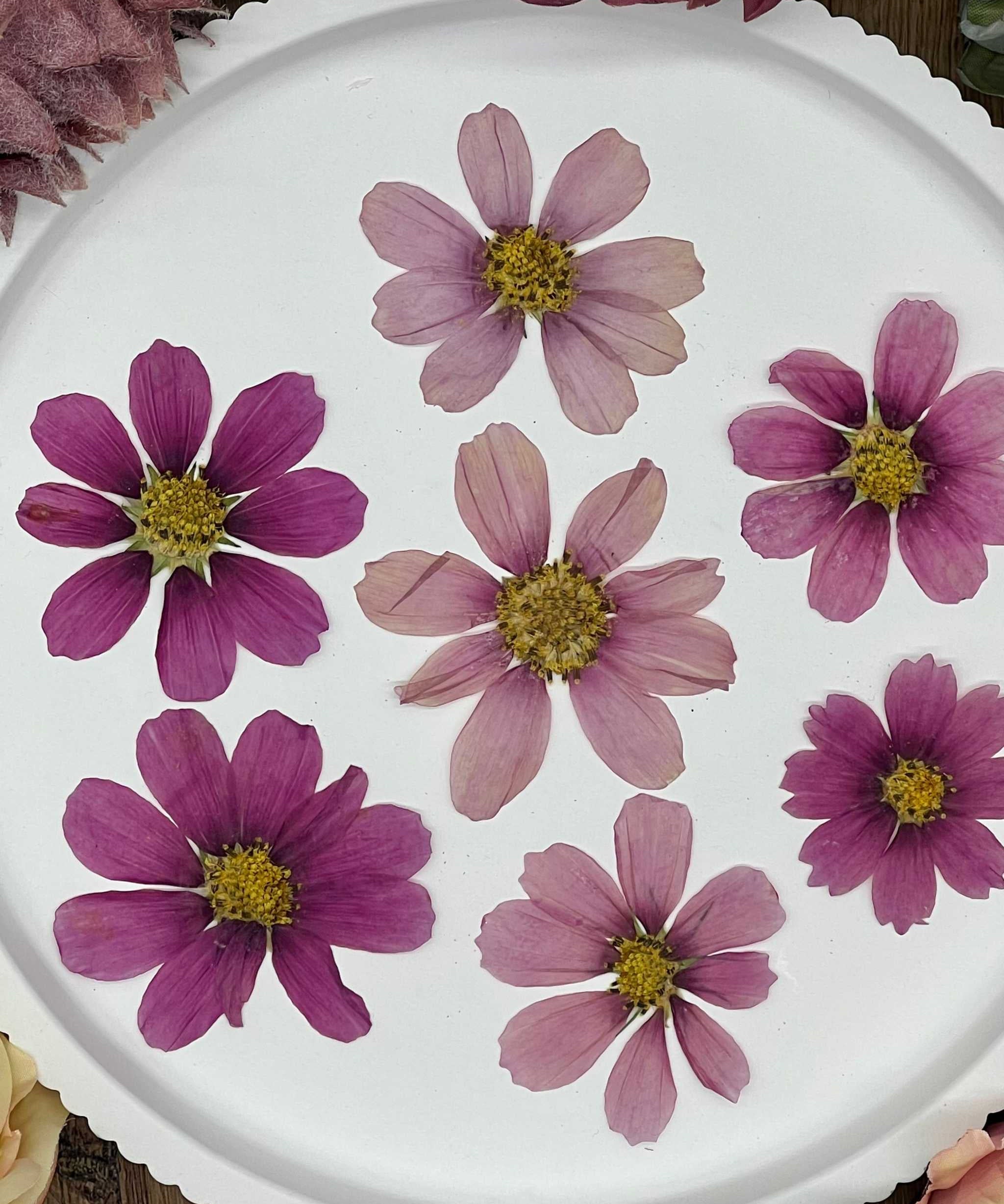 Natürlich getrocknete Cosmos Blüten in leuchtendem Pink, perfekt für Resin-Kunst, Bastelarbeiten und Scrapbooking. Jede Blüte ist einzigartig & detailreich erhalten.