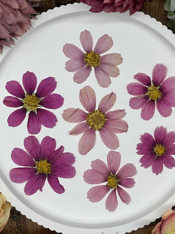 12 getrocknete Cosmos Blüten in pink