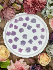 Getrocknete Blumen – 20 handgepresste Lotus Hortensien in Lila, perfekt für kreative DIY-Projekte, Resin Art und kunstvolle Dekorationen.