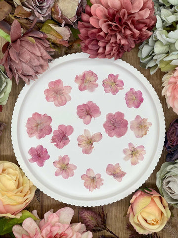 Dried Flowers – 12 dried Sakura cherry blossoms in pink