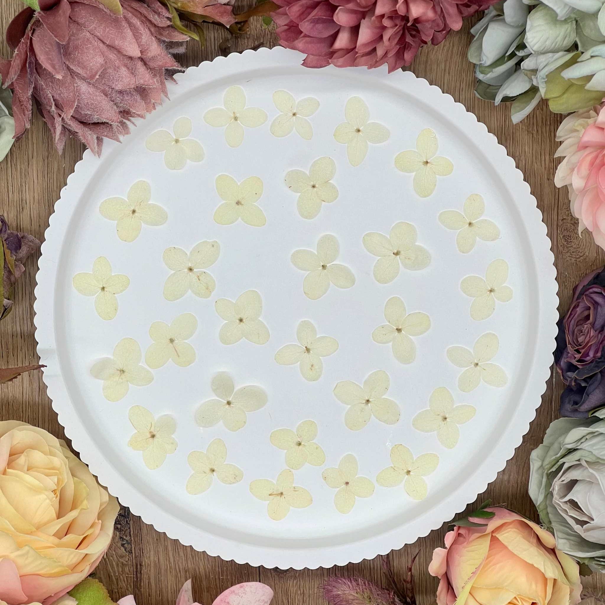 Getrocknete Blumen – 20 handgepresste Hortensien in strahlendem Weiß, perfekt für kreative DIY-Projekte, Resin Art und kunstvolle Dekorationen.