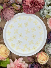 Getrocknete Blumen – 20 handgepresste Hortensien in strahlendem Weiß, perfekt für kreative DIY-Projekte, Resin Art und kunstvolle Dekorationen.