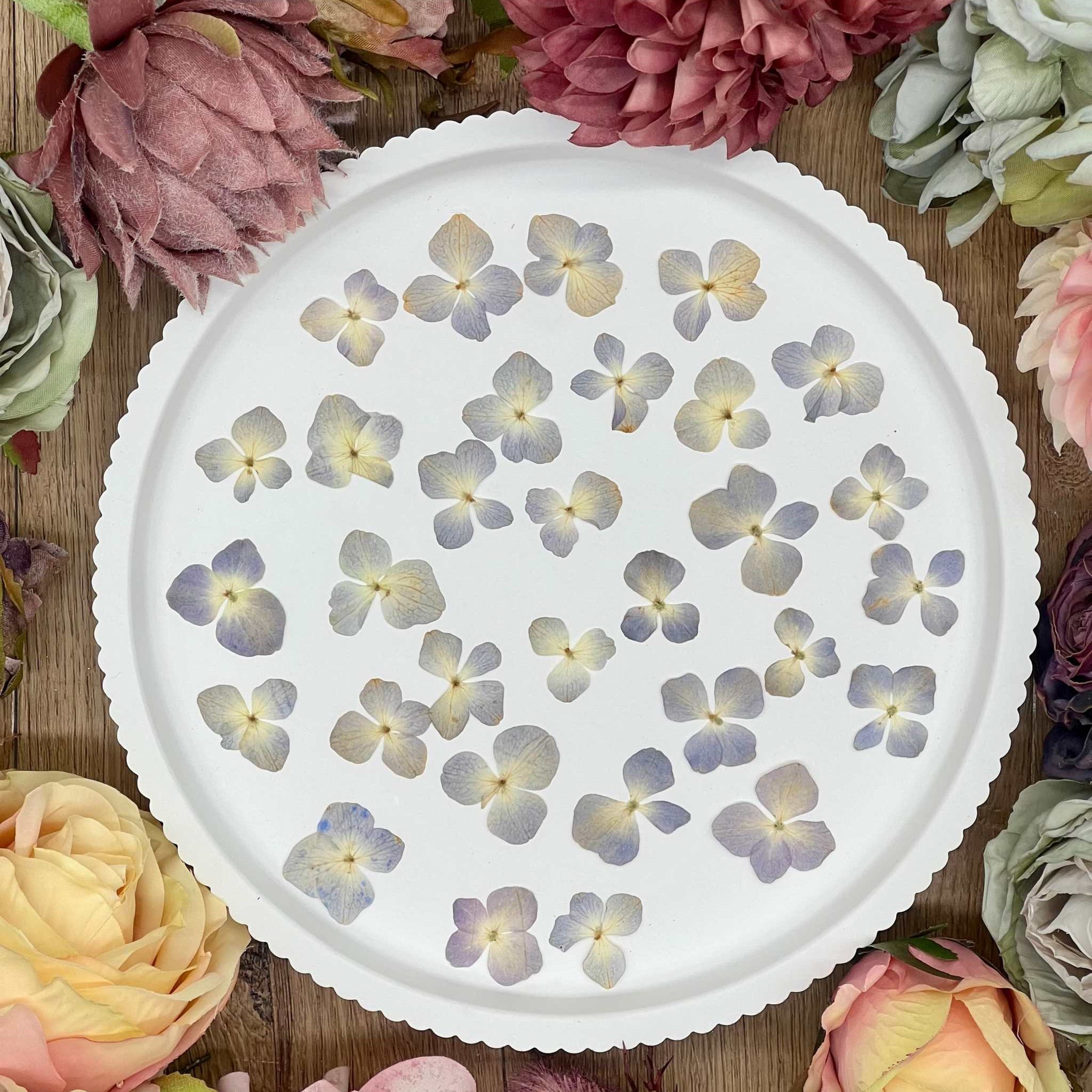 Getrocknete Blumen – 20 handgepresste Hortensien in Blau und Beige, perfekt für kreative DIY-Projekte, Resin Art und kunstvolle Dekorationen.
