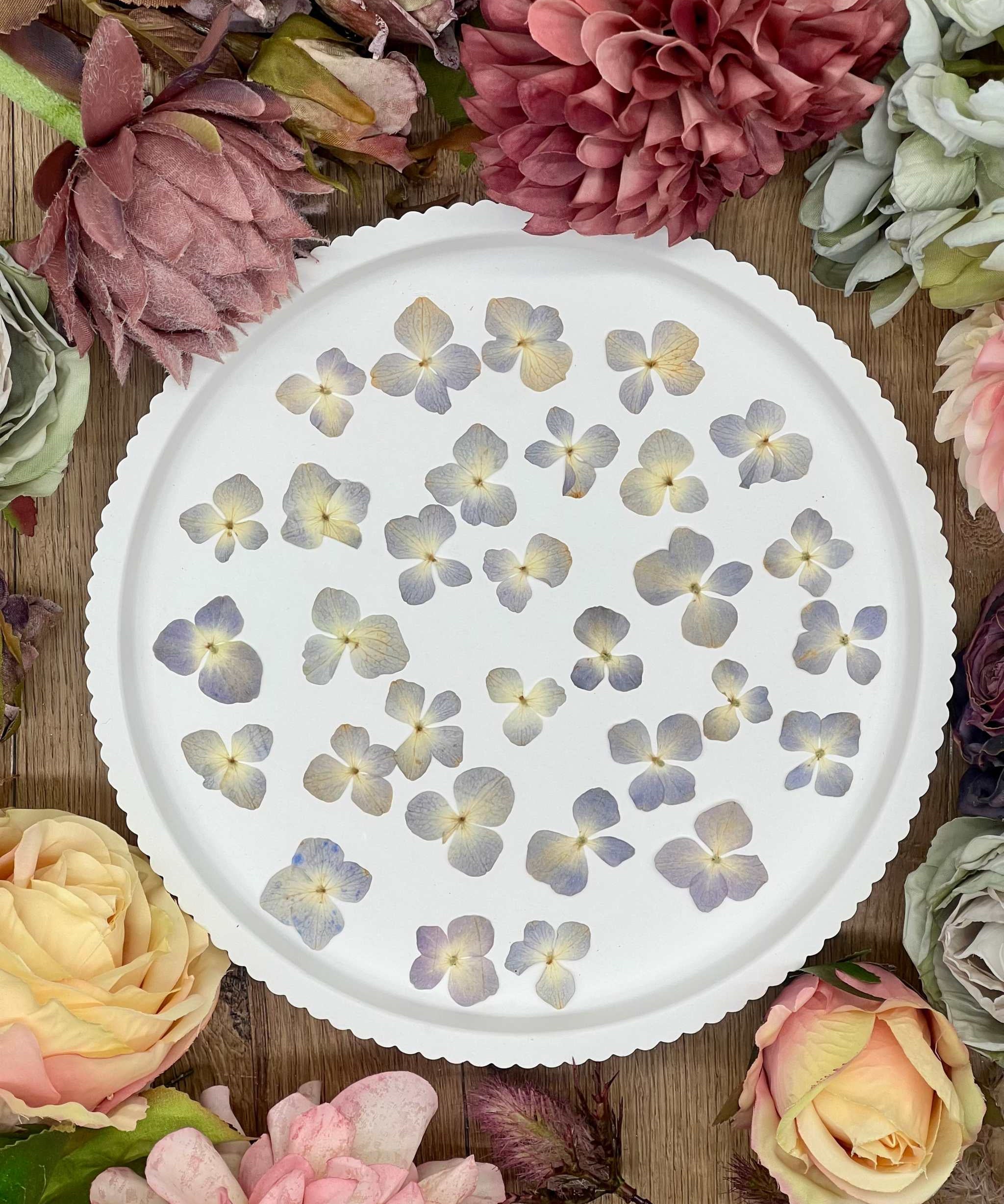 Getrocknete Blumen – 20 handgepresste Hortensien in Blau und Beige, perfekt für kreative DIY-Projekte, Resin Art und kunstvolle Dekorationen.