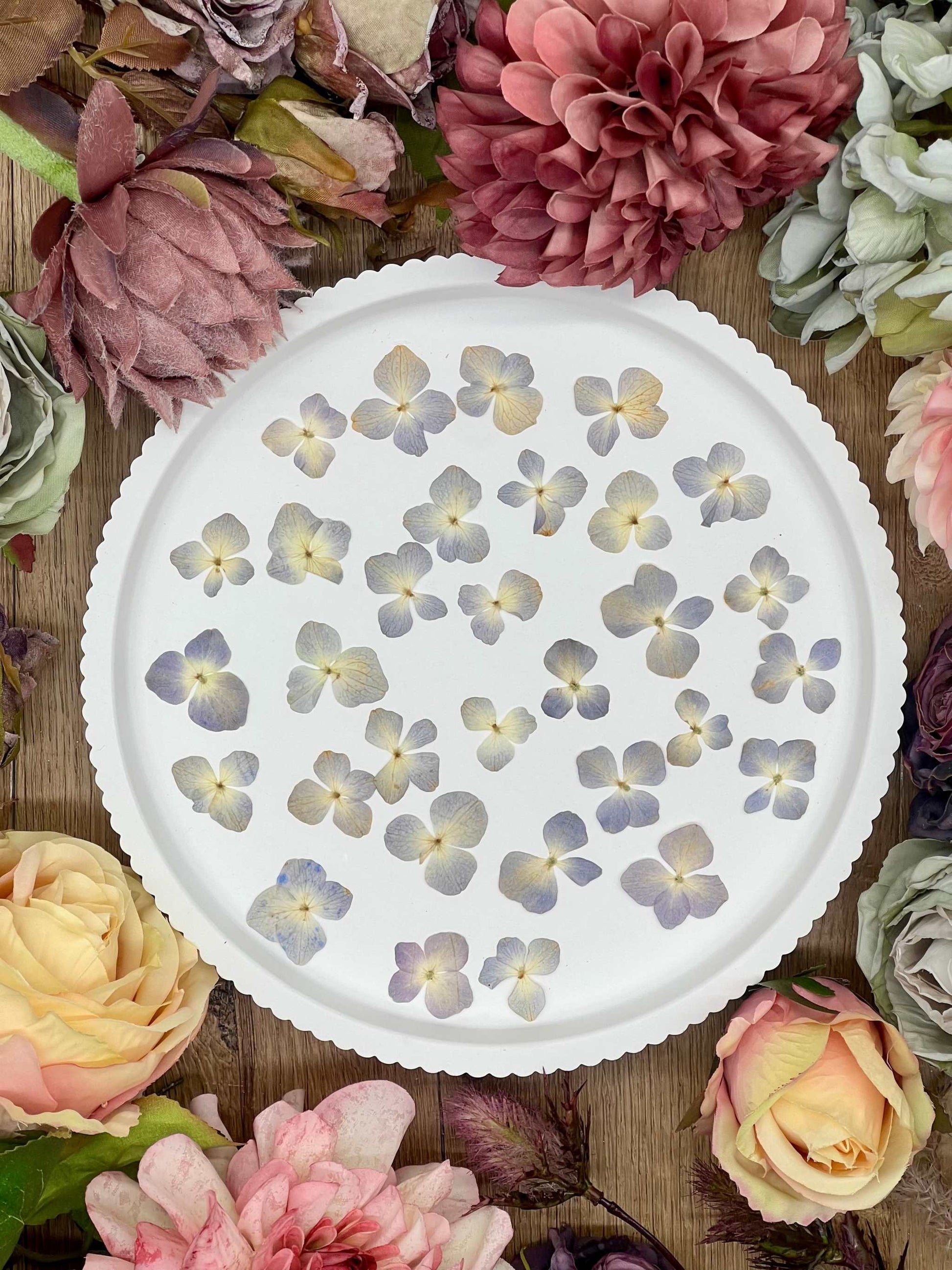 Getrocknete Blumen – 20 handgepresste Hortensien in Blau und Beige, perfekt für kreative DIY-Projekte, Resin Art und kunstvolle Dekorationen.