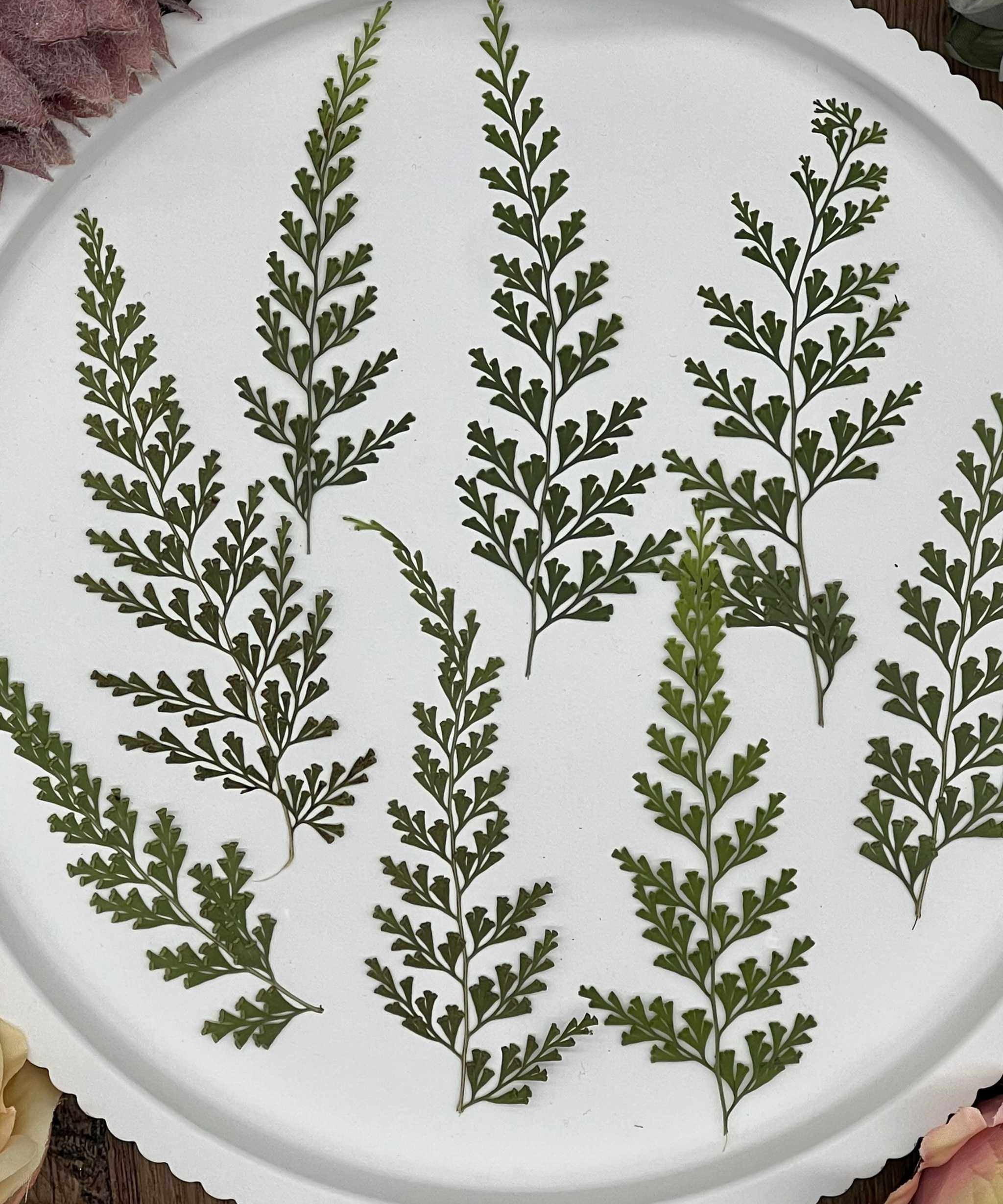Natürlich getrocknete Farne mit feiner Struktur – perfekt für Kunstprojekte, Epoxidharz-Gestaltung und florale Dekorationen.
