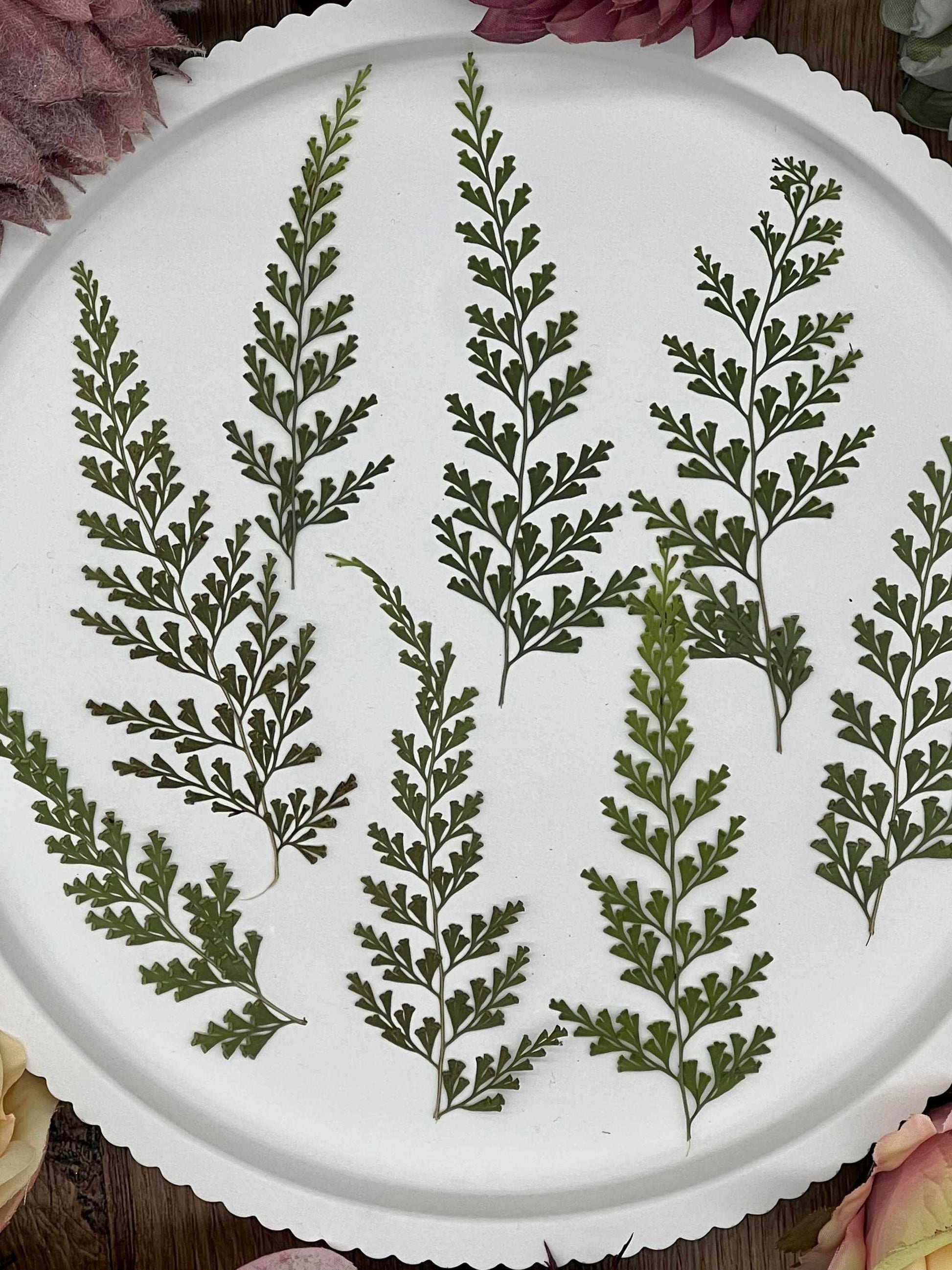 Natürlich getrocknete Farne mit feiner Struktur – perfekt für Kunstprojekte, Epoxidharz-Gestaltung und florale Dekorationen.
