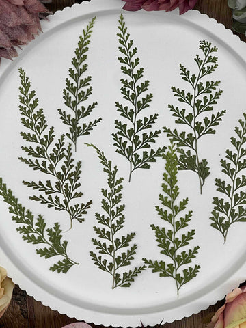 Dried Flowers – 12 Ferns