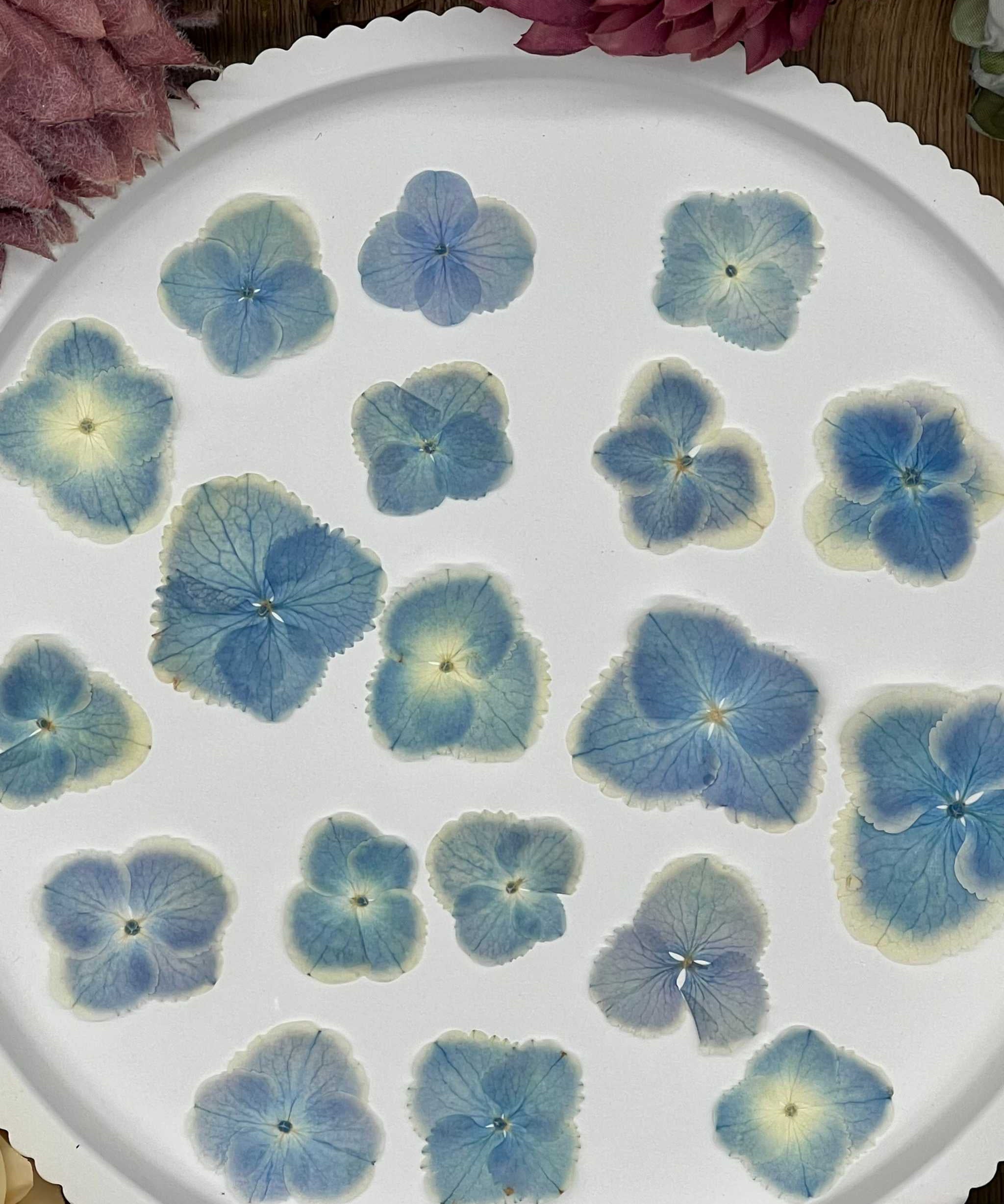 Natürlich getrocknete Hortensienblüten in Blau-Weiß, ideal für Resin-Kunst, Bastelarbeiten und Scrapbooking. Jede Blüte ist einzigartig & detailreich erhalten.