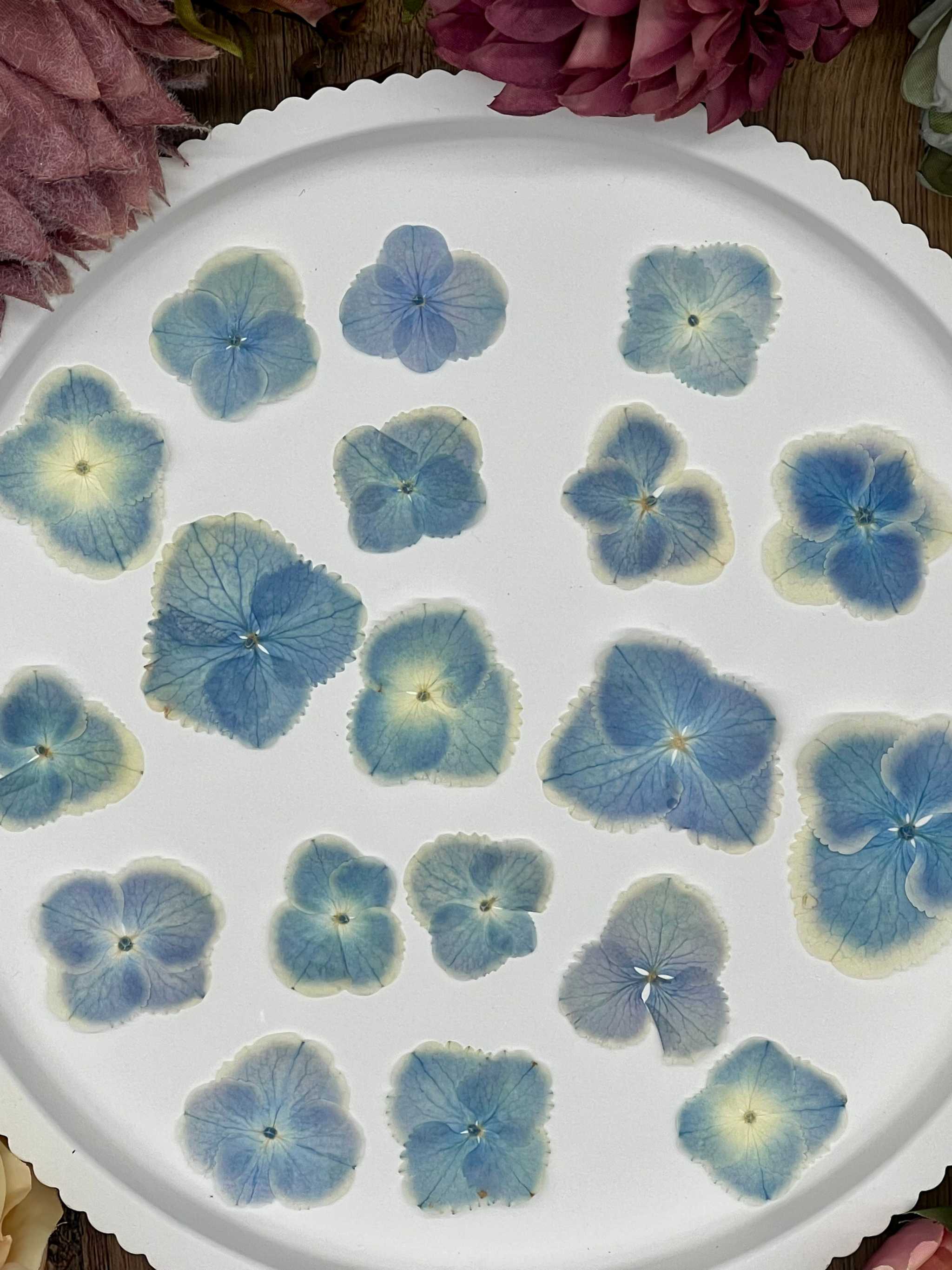 Natürlich getrocknete Hortensienblüten in Blau-Weiß, ideal für Resin-Kunst, Bastelarbeiten und Scrapbooking. Jede Blüte ist einzigartig & detailreich erhalten.