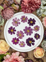 Getrocknete Blumen – 12 getrocknete Cosmos Blüten in Burgunder