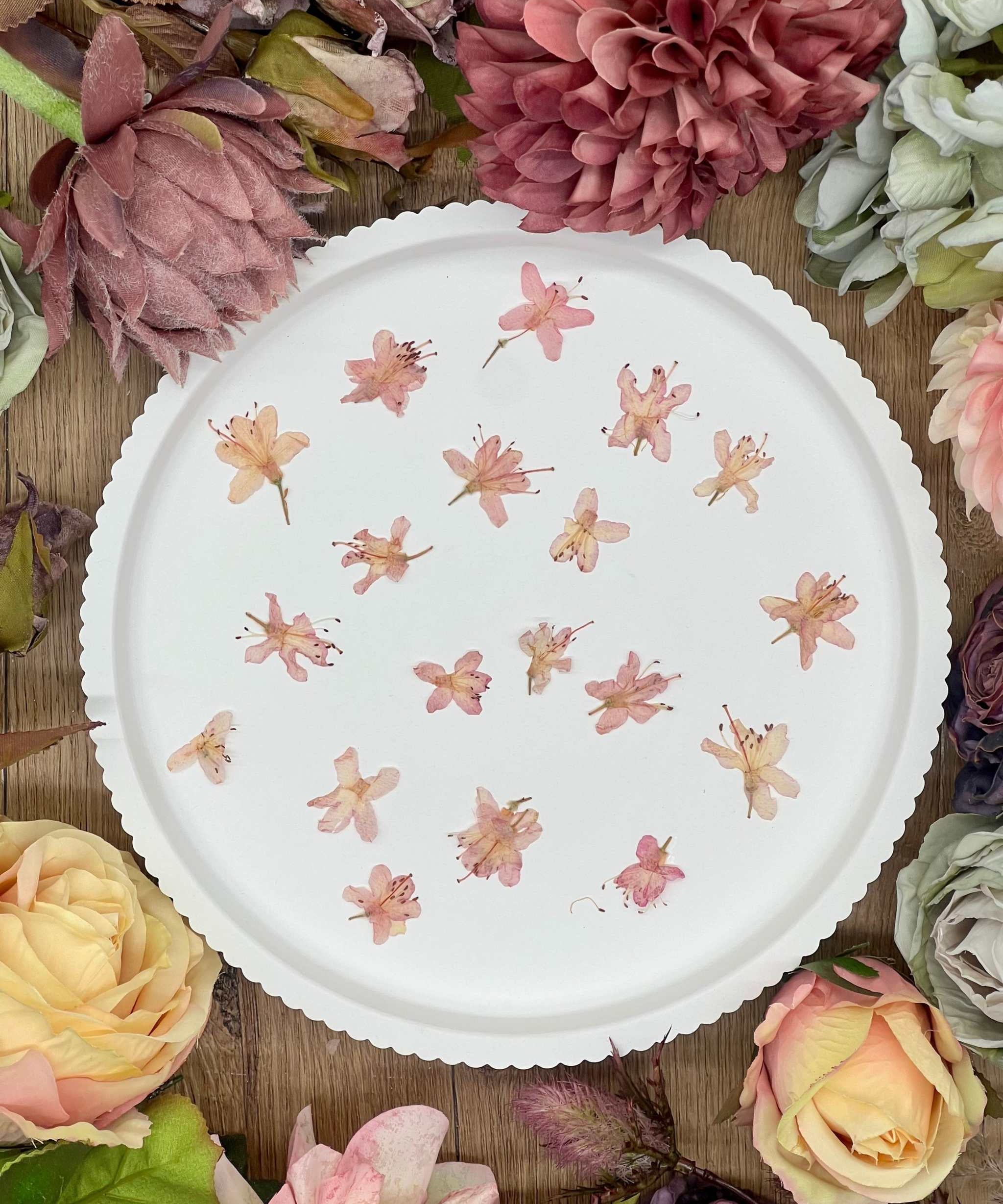 Getrocknete Blumen – 12 handgepresste Rhododendron Blüten in zartem Rosa, ideal für kreative DIY-Projekte, Resin Art und kunstvolle Dekorationen.
