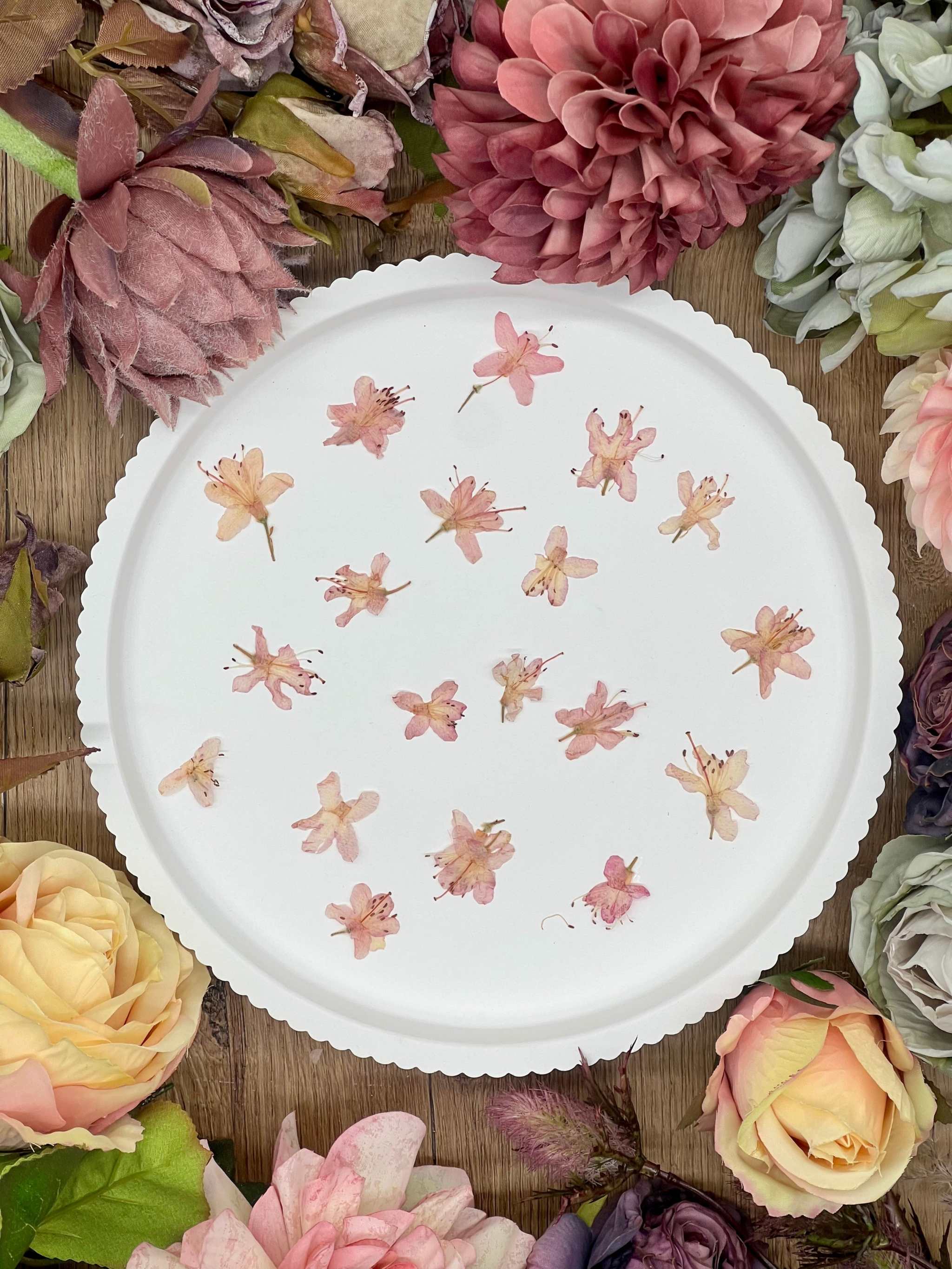 Getrocknete Blumen – 12 handgepresste Rhododendron Blüten in zartem Rosa, ideal für kreative DIY-Projekte, Resin Art und kunstvolle Dekorationen.
