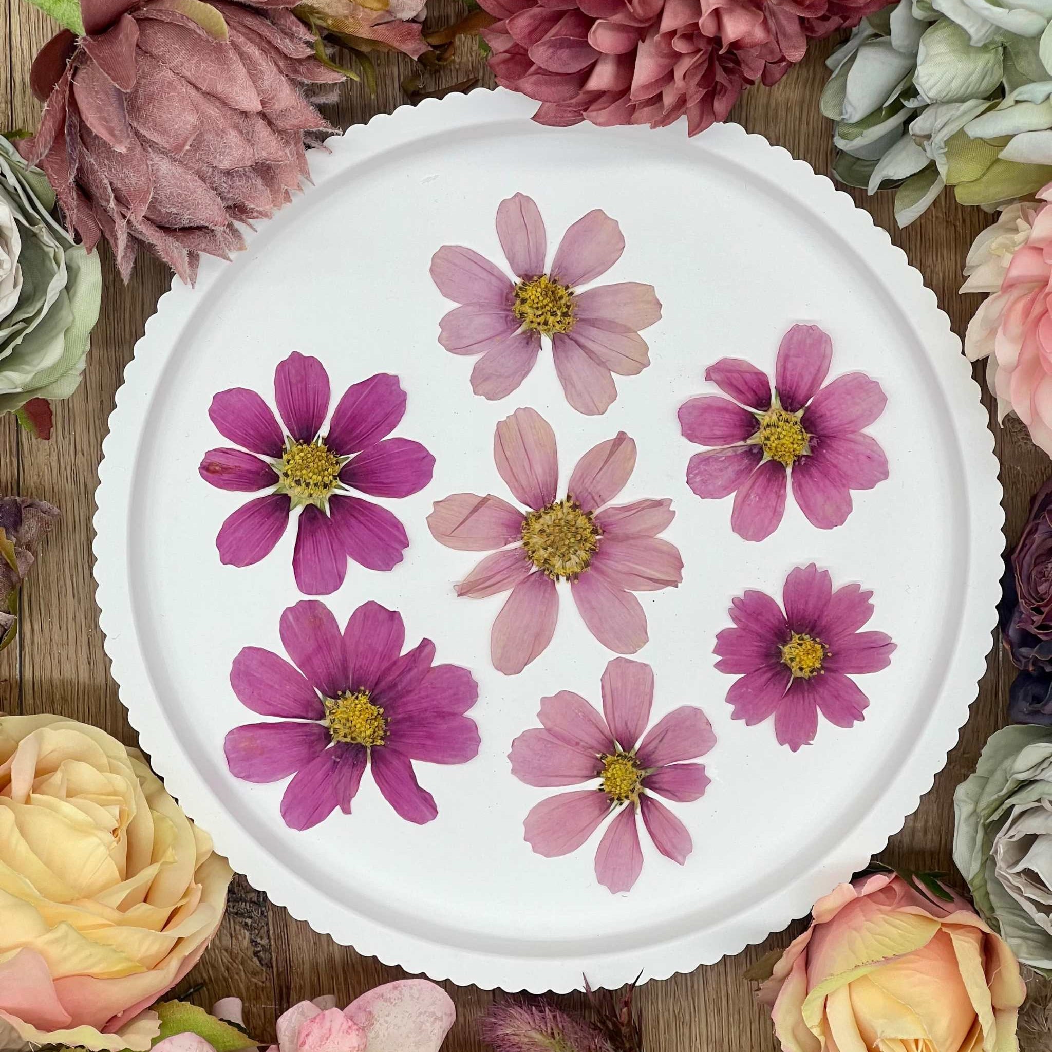 Getrocknete Blumen – 12 handgepresste Cosmos Blüten in intensivem Pink, ideal für kreative DIY-Projekte, Resin Art und kunstvolle Dekorationen.
