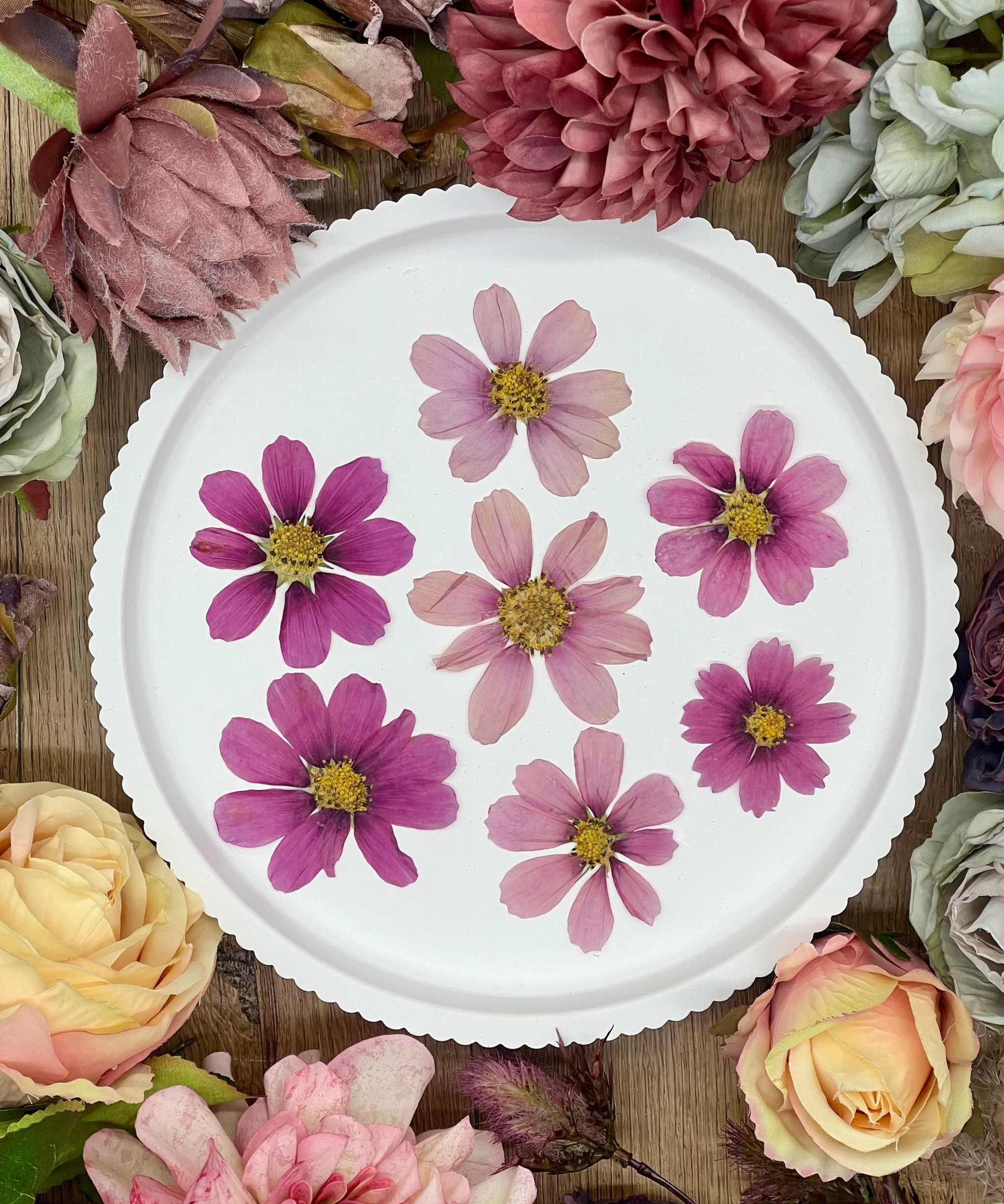 Getrocknete Blumen – 12 handgepresste Cosmos Blüten in intensivem Pink, ideal für kreative DIY-Projekte, Resin Art und kunstvolle Dekorationen.
