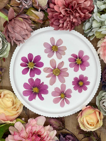 Dried flowers – 12 Cosmos flowers in pink