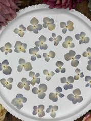 Natürlich getrocknete Hortensienblüten in sanftem Blau-Beige, ideal für Resin-Kunst, Bastelarbeiten und Scrapbooking. Jede Blüte ist einzigartig & detailreich erhalten.