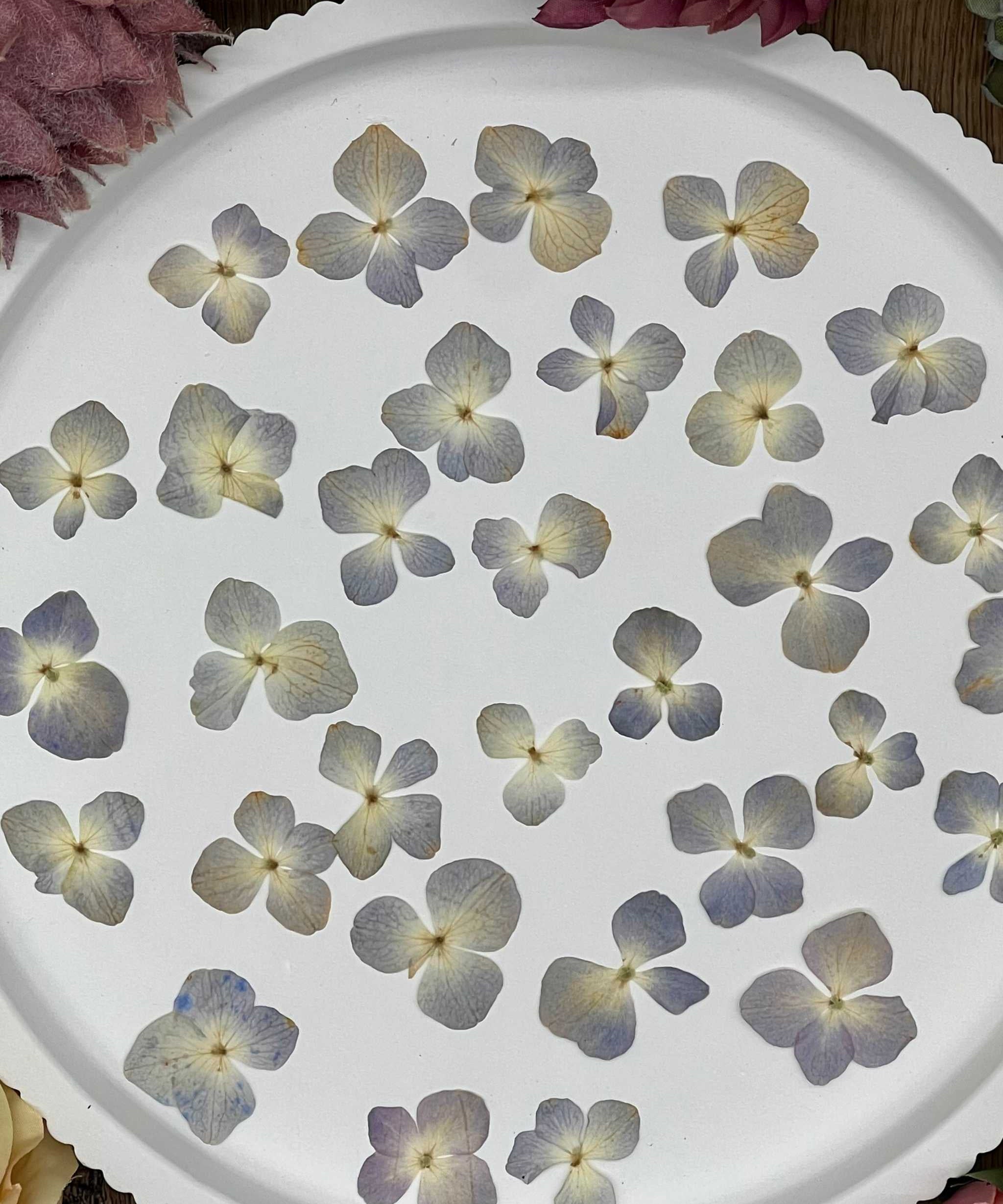 Natürlich getrocknete Hortensienblüten in sanftem Blau-Beige, ideal für Resin-Kunst, Bastelarbeiten und Scrapbooking. Jede Blüte ist einzigartig & detailreich erhalten.