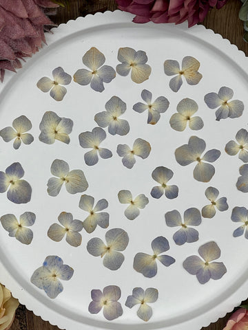 20 getrocknete Hortensien in blau beige