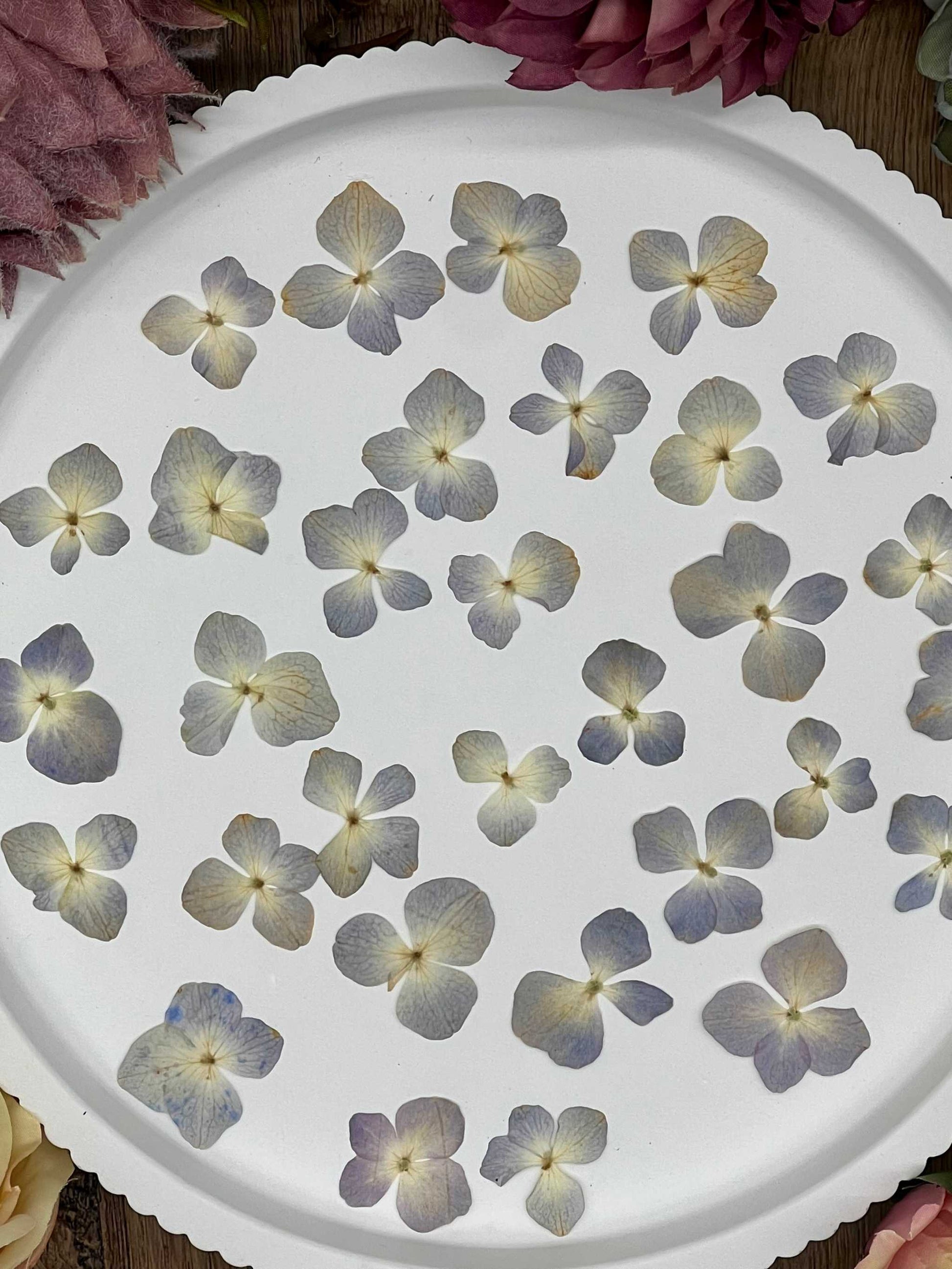 Natürlich getrocknete Hortensienblüten in sanftem Blau-Beige, ideal für Resin-Kunst, Bastelarbeiten und Scrapbooking. Jede Blüte ist einzigartig & detailreich erhalten.