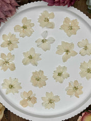 Natürlich getrocknete Larkspur Blüten in Weiß, perfekt für Resin-Kunst, Bastelarbeiten und Scrapbooking. Jede Blüte ist einzigartig & detailreich erhalten.