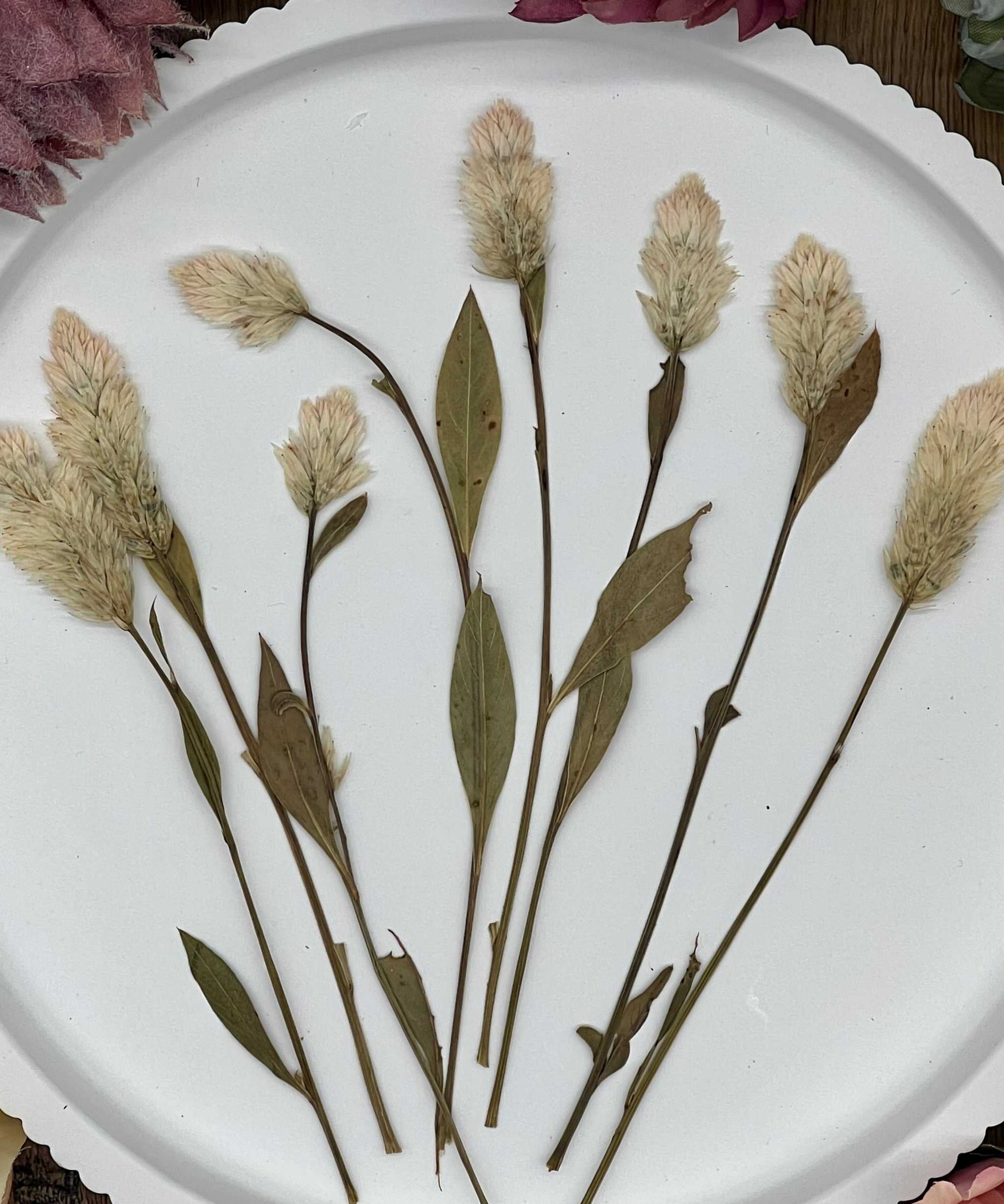 Naturgetreue, selbstgetrocknete Blumen und Blüten, ideal für Resin Art, Bastelprojekte oder als liebevolle Dekoration.
Einzigartige, sorgfältig getrocknete Blumen und Blüten in authentischen Farben, geeignet für kreative Kunstwerke oder als dezente Deko.