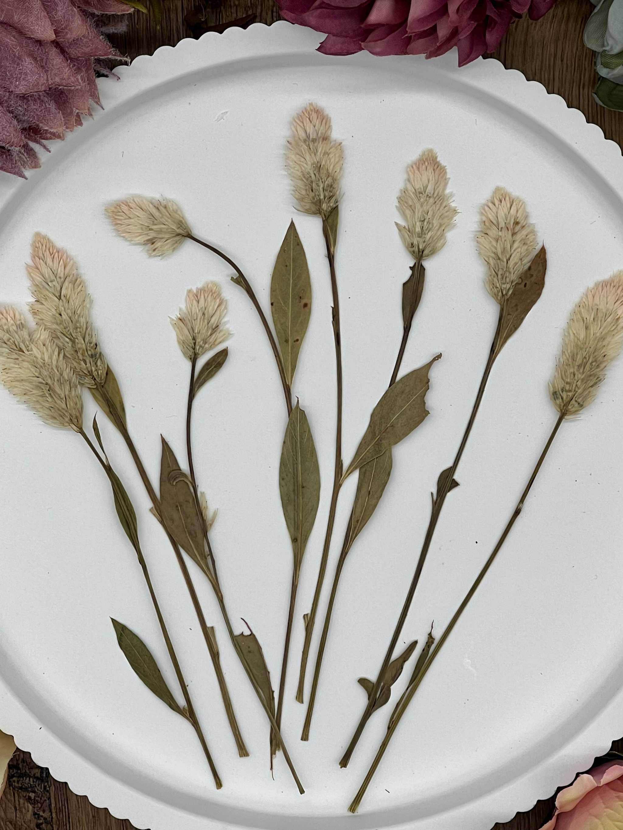 Naturgetreue, selbstgetrocknete Blumen und Blüten, ideal für Resin Art, Bastelprojekte oder als liebevolle Dekoration.
Einzigartige, sorgfältig getrocknete Blumen und Blüten in authentischen Farben, geeignet für kreative Kunstwerke oder als dezente Deko.