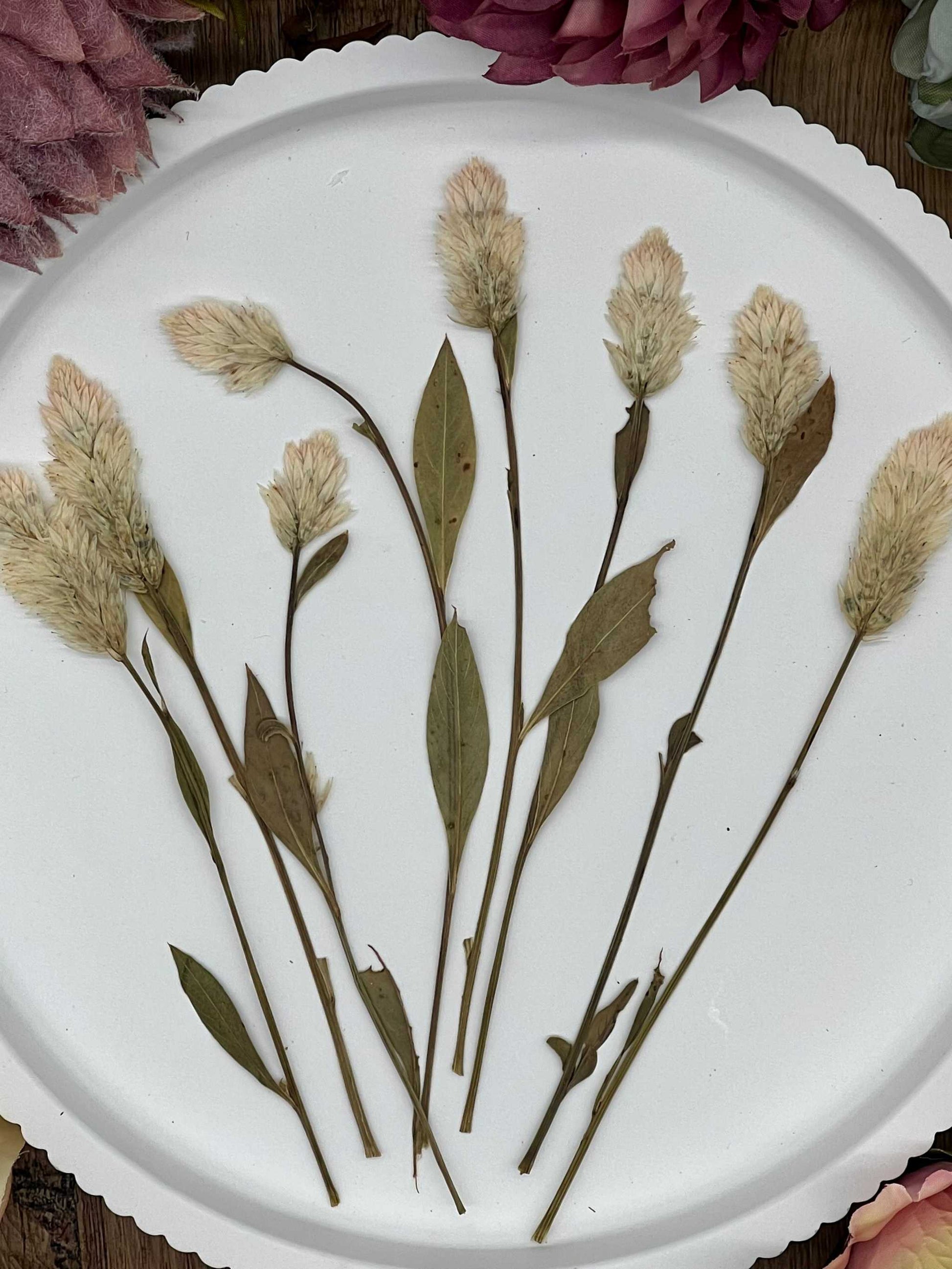 Naturgetreue, selbstgetrocknete Blumen und Blüten, ideal für Resin Art, Bastelprojekte oder als liebevolle Dekoration.
Einzigartige, sorgfältig getrocknete Blumen und Blüten in authentischen Farben, geeignet für kreative Kunstwerke oder als dezente Deko.