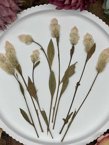 Dried flowers – 10 dried Celosia flowers