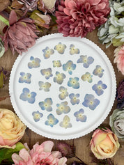 Getrocknete Blumen – 20 handgepresste Hortensien in Mittelblau, ideal für kreative DIY-Projekte, Resin Art und kunstvolle Dekorationen.