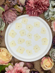 Getrocknete Blumen – 20 handgepresste Hortensien in Naturtönen, perfekt für kreative DIY-Projekte, Resin Art und kunstvolle Dekorationen.

