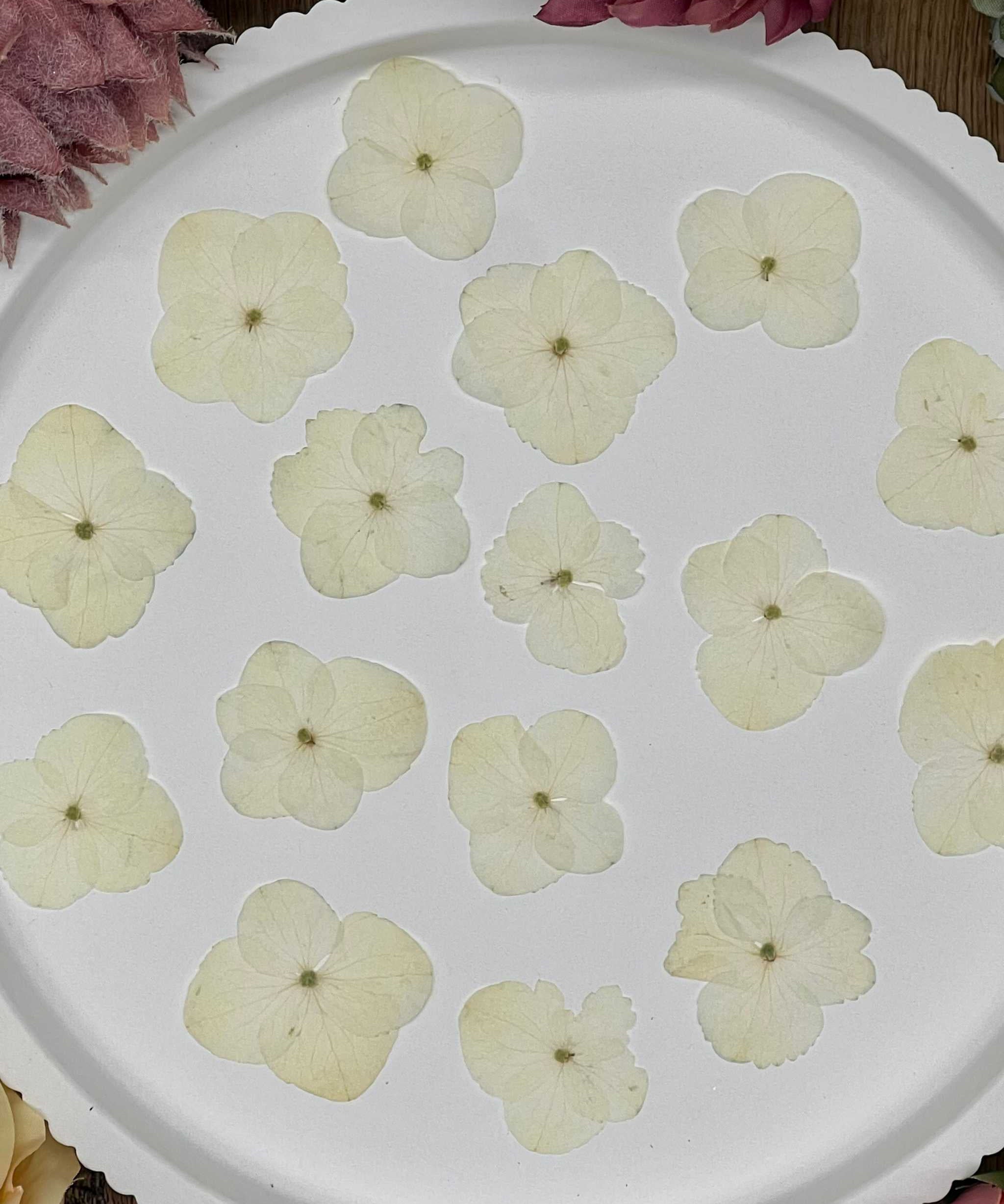 Getrocknete Blumen – 20 handgepresste Hortensien in Naturtönen, perfekt für kreative DIY-Projekte, Resin Art und kunstvolle Dekorationen.

Natürlich getrocknete Hortensienblüten in sanften Erdtönen, ideal für Resin-Kunst, Bastelarbeiten und Scrapbooking. Jede Blüte ist einzigartig & detailreich erhalten.