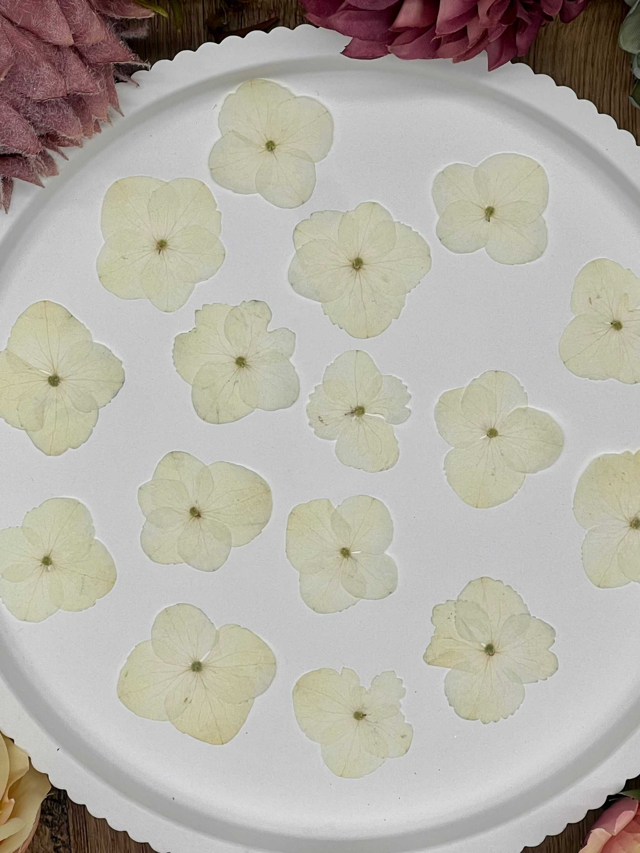 Getrocknete Blumen – 20 handgepresste Hortensien in Naturtönen, perfekt für kreative DIY-Projekte, Resin Art und kunstvolle Dekorationen.

Natürlich getrocknete Hortensienblüten in sanften Erdtönen, ideal für Resin-Kunst, Bastelarbeiten und Scrapbooking. Jede Blüte ist einzigartig & detailreich erhalten.