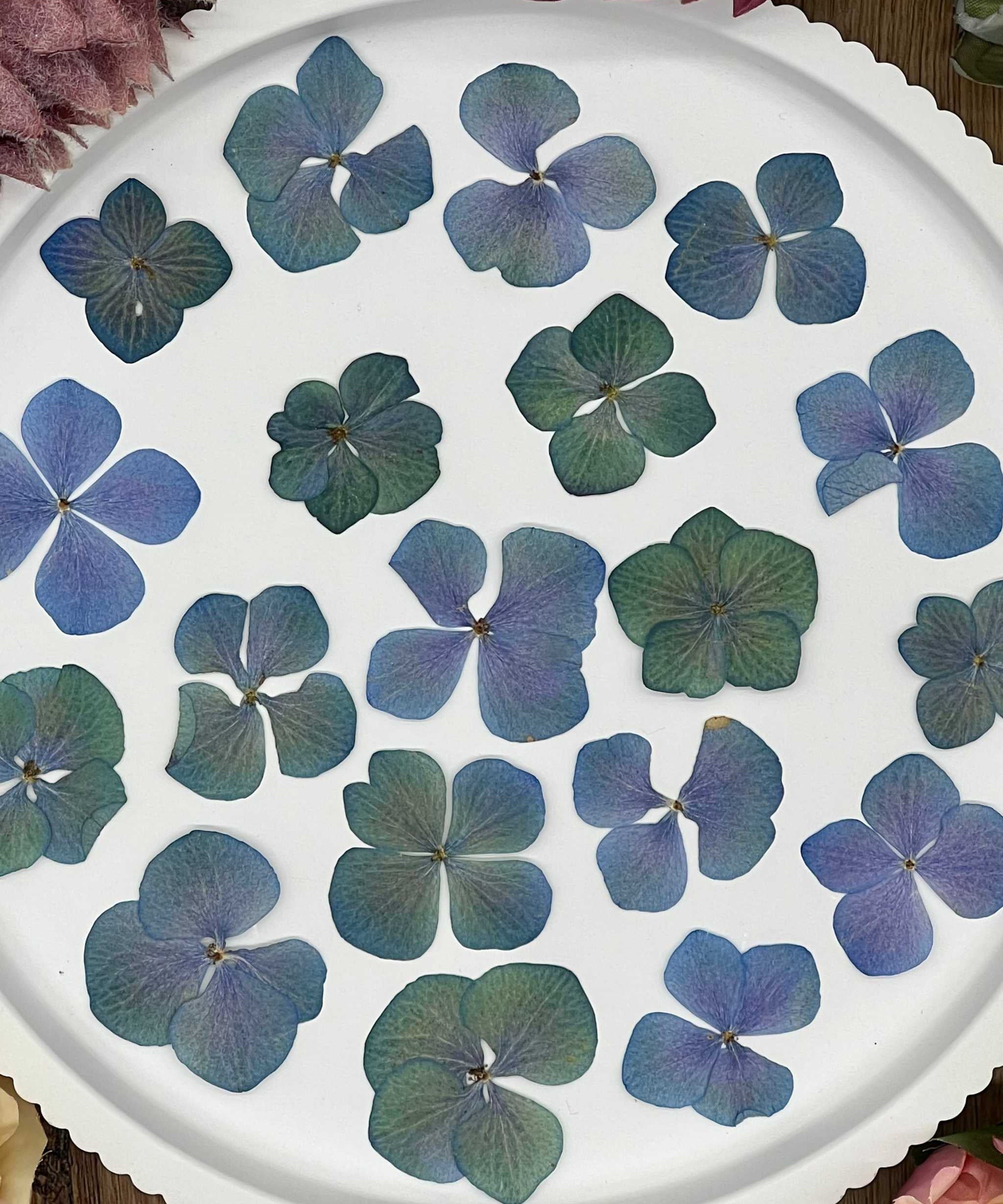 Natürlich getrocknete Hortensienblüten in sanften Blau-Grün-Tönen, perfekt für Resin-Kunst, Bastelarbeiten und Scrapbooking. Jede Blüte ist einzigartig & detailreich erhalten.