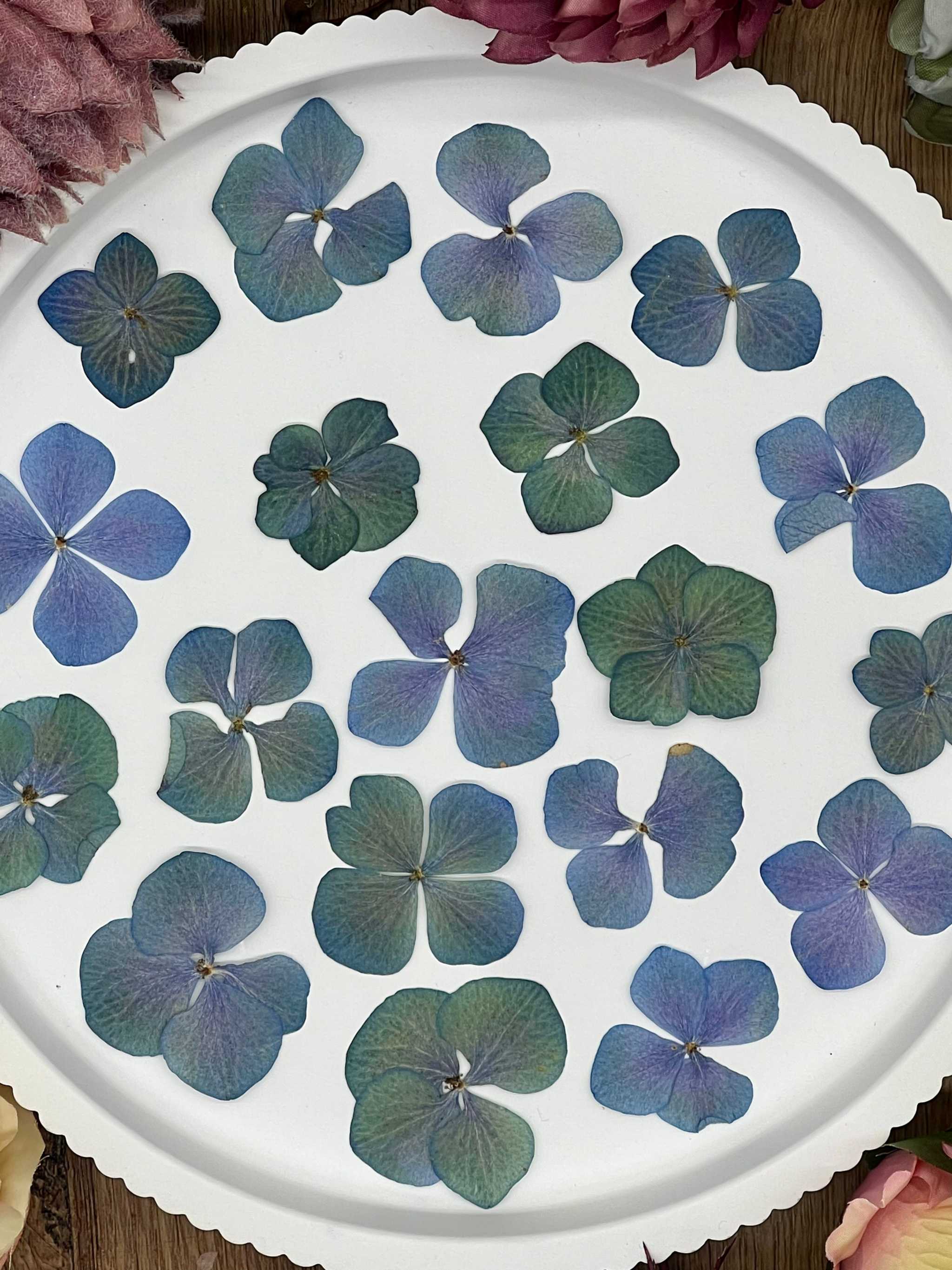 Natürlich getrocknete Hortensienblüten in sanften Blau-Grün-Tönen, perfekt für Resin-Kunst, Bastelarbeiten und Scrapbooking. Jede Blüte ist einzigartig & detailreich erhalten.